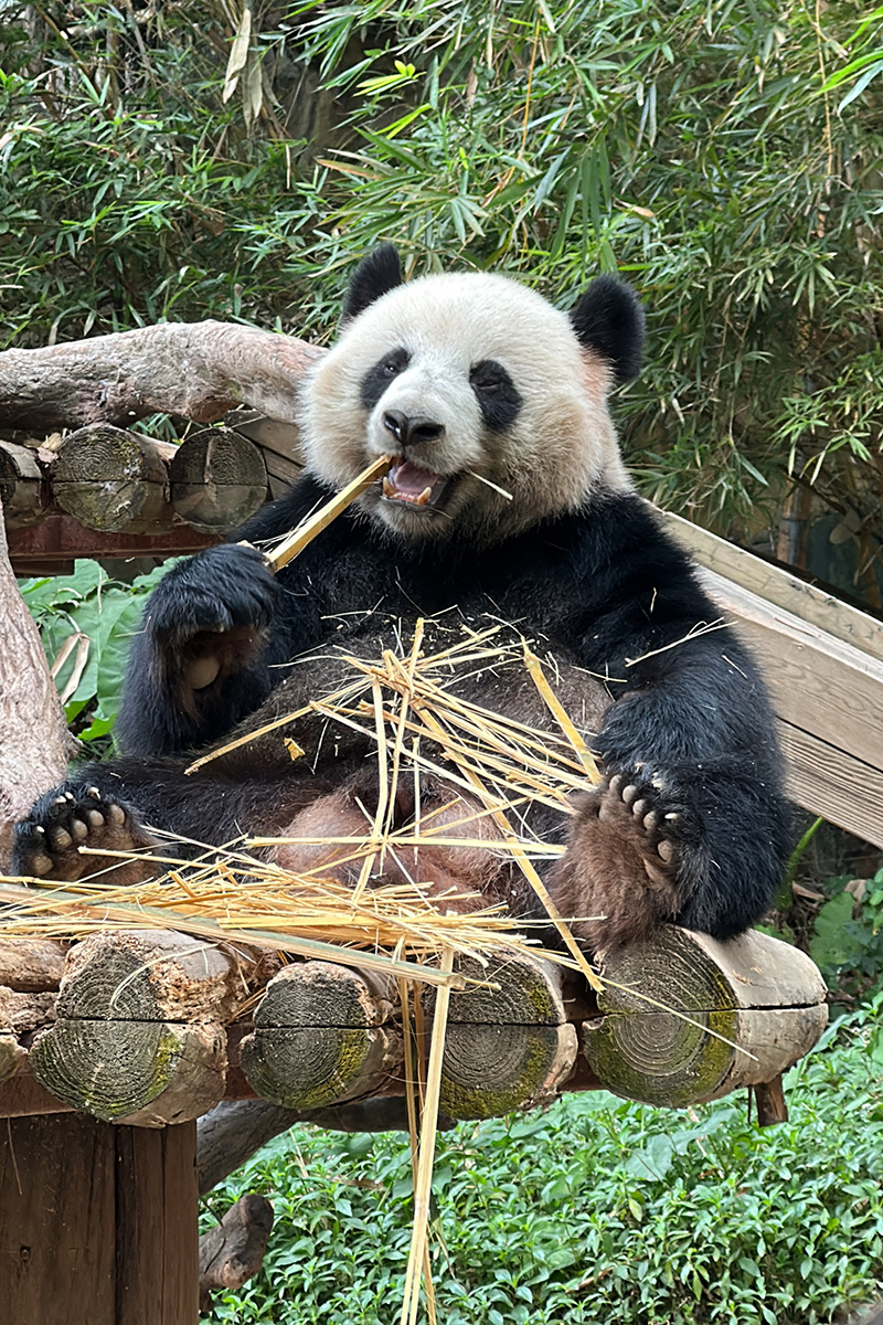 2023旅遊拓展的最美熊貓照片